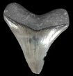 Serrated, Megalodon Tooth - Georgia #43038-1